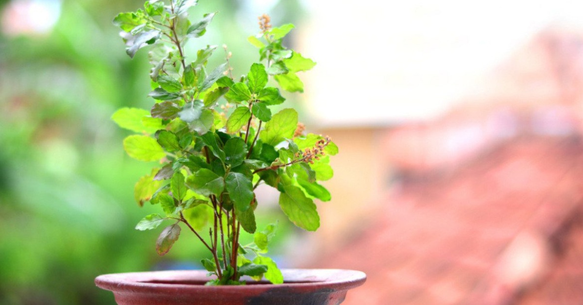 Grow Tulsi, Mint & More on Your Balcony -No Garden Needed!