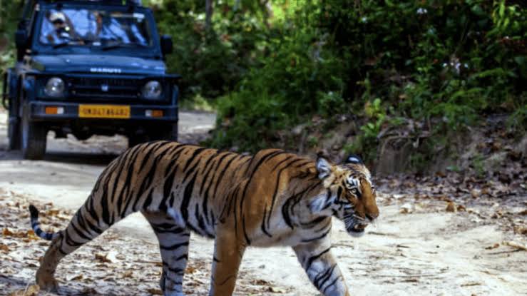 SC Restricts Tiger Safaris, Bans After-Dark Tours!