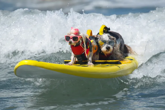 Annual surfing competition 2026 is here! But it's NOT for HUMANS!