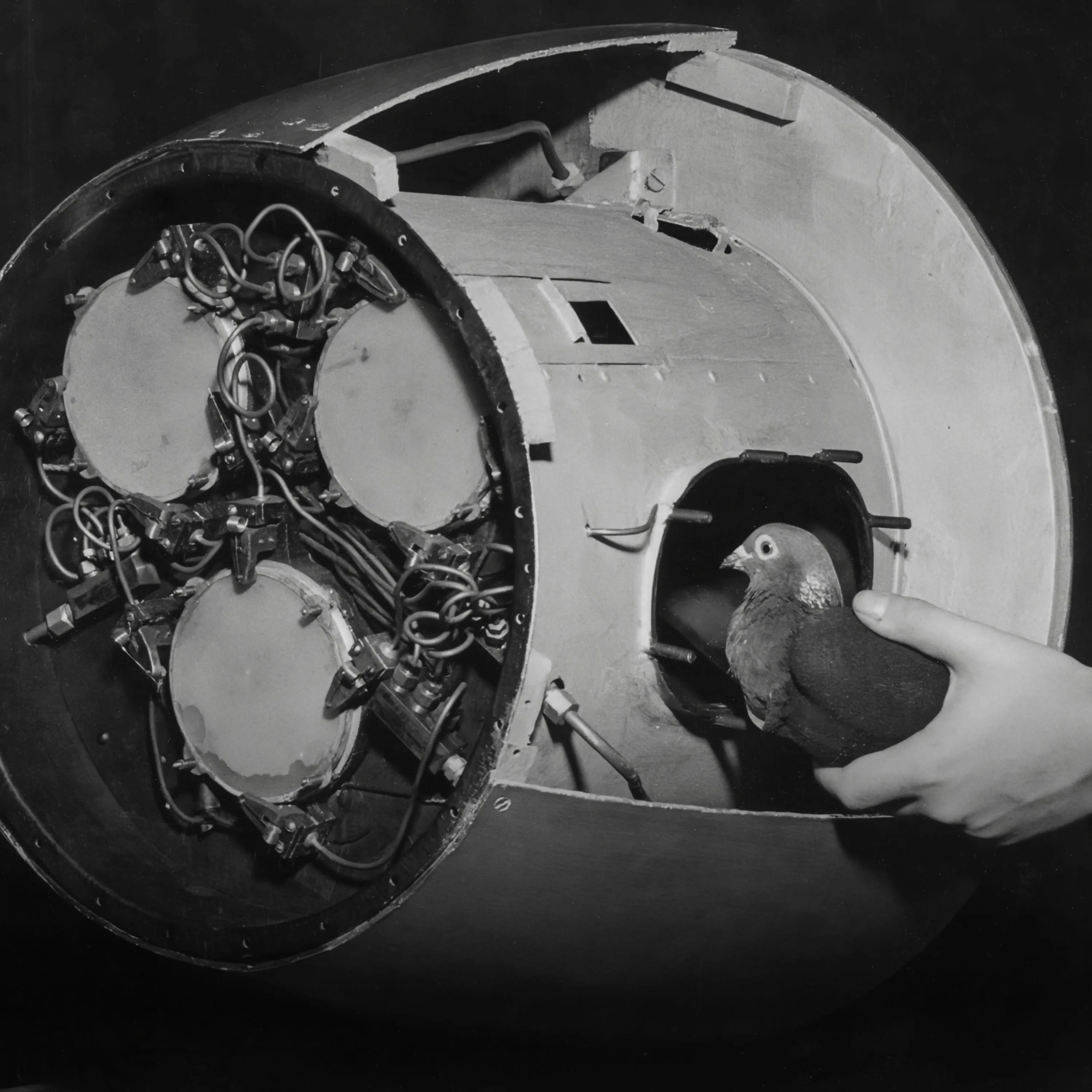 Pigeons helped shape today’s AI
