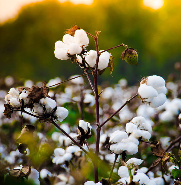 Why 6 000 cotton farmers walked away from modern agriculture