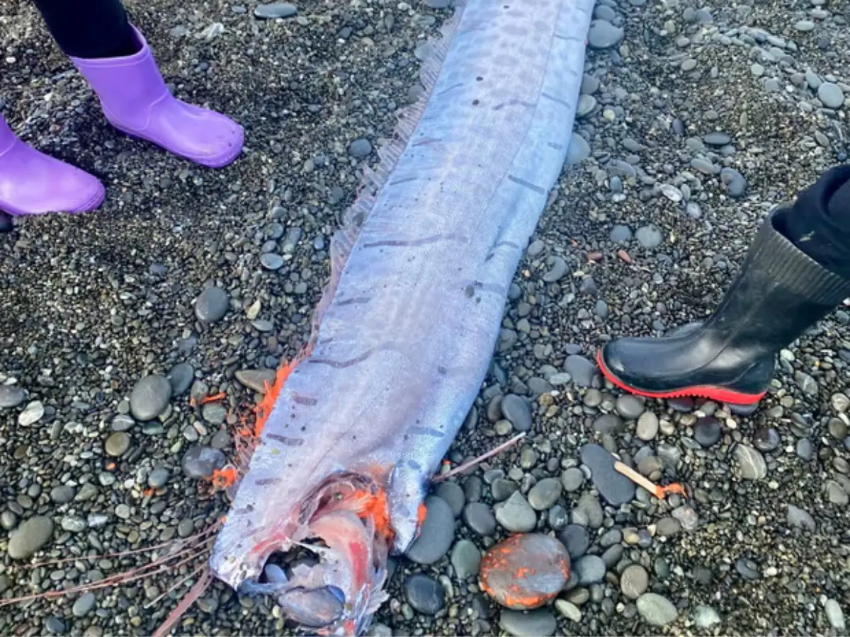 Disaster-linked ‘doomsday fish’ surfaced in India and 3 other places