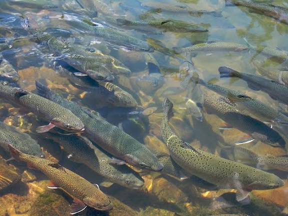 India’s Inland Trout Farming Gets High-Tech Boost!