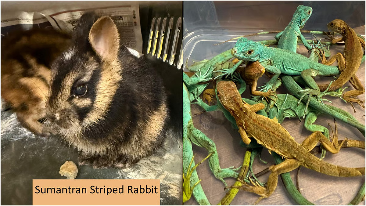 120 exotic animals smuggled from Bangkok rescued in Mumbai!