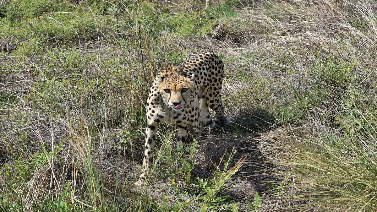Kuno's cheetah project suffers blow, injured Namibian cheetah dies!