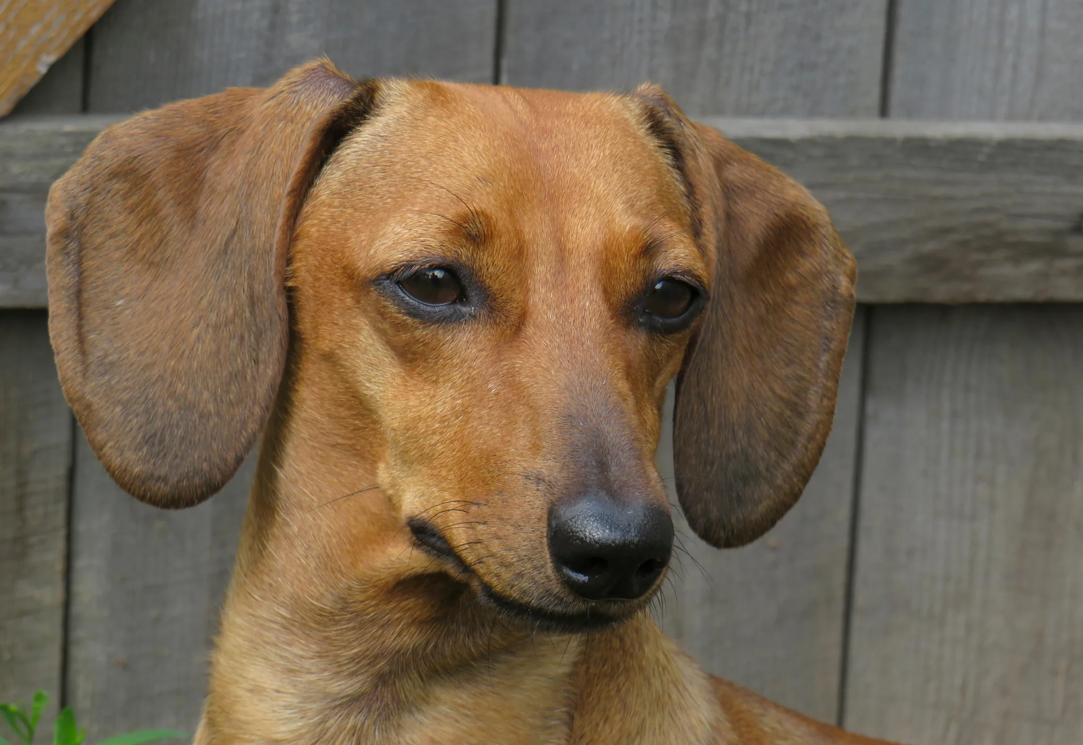 You see colors… but your dog sees something very different!