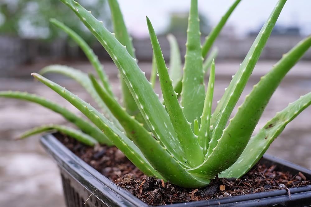 Your houseplants may double as skincare heroes  here’s how