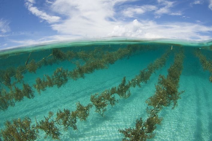 Seaweed’s surge : Coastal India’s sustainable goldmine!