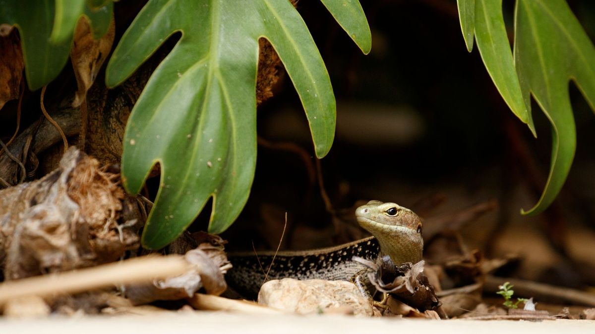 Want a lizard-free home? Start with these plants!